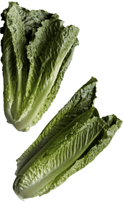 Cœurs de laitue romaine fraîche