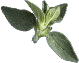 Origan frais